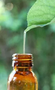 Tee Tree Essential Oil